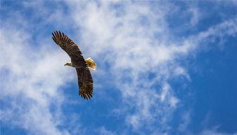 扶摇直上九万里,翱翔天际的壮志与奇遇