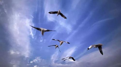 扶摇直上九万里,翱翔天际的壮志与奇遇